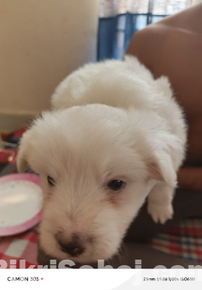 Lasha apso puppy